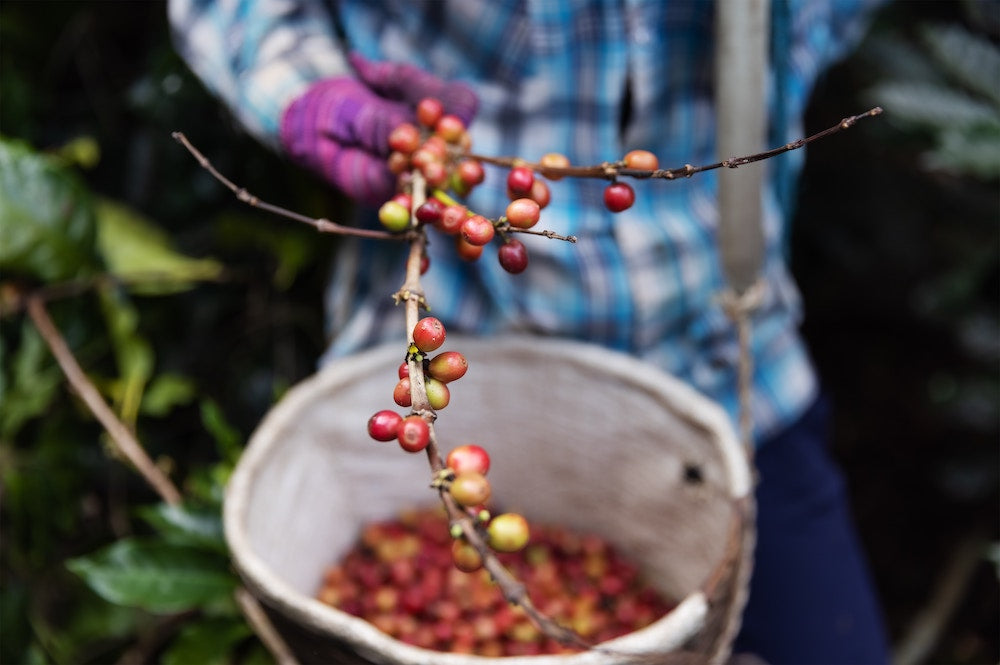fairtrade coffee